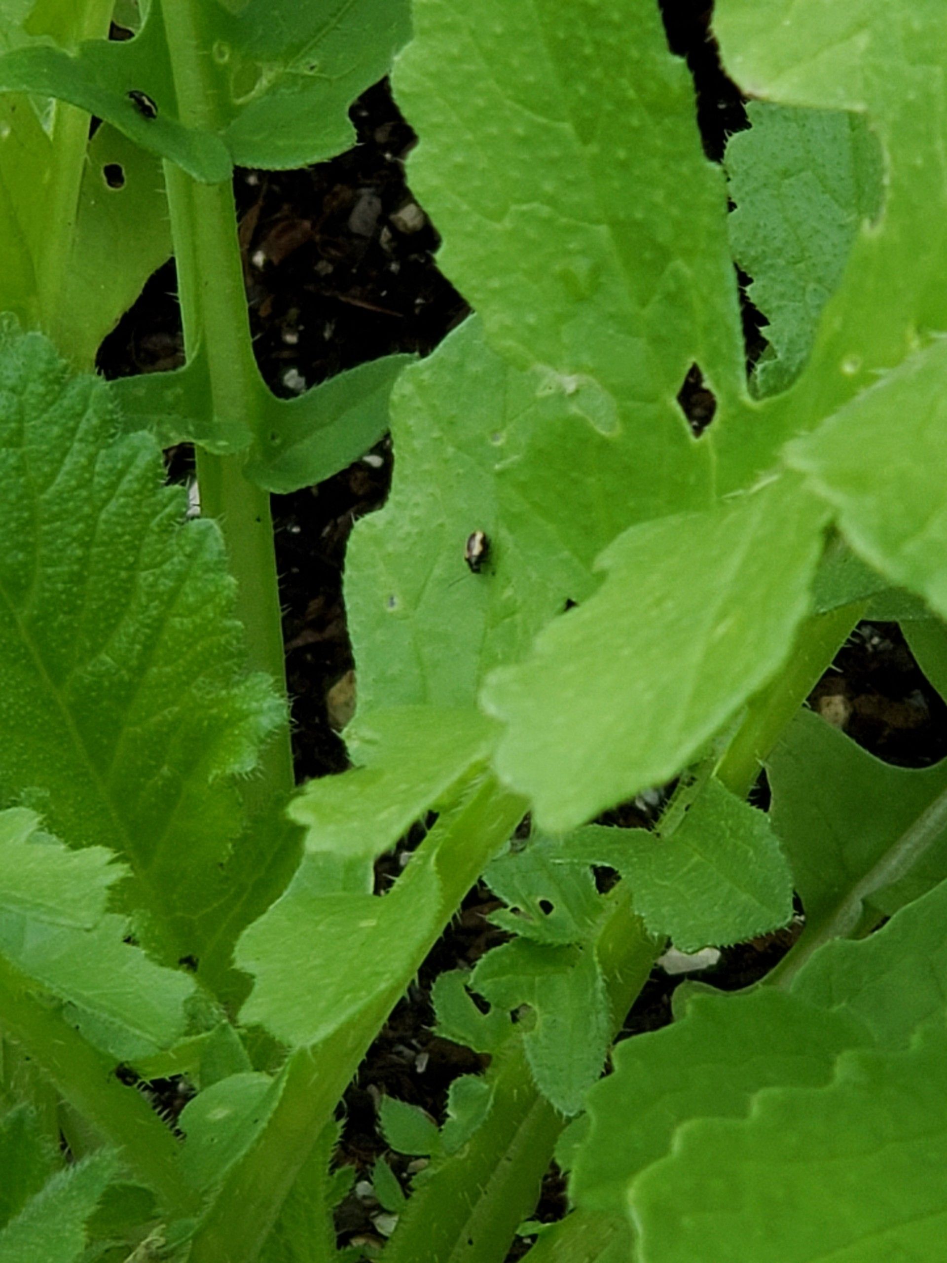 白菜と大根を食べ散らかす害虫 撮影できました これは一体何 ゆるふわgarden お野菜とお花たちと日々の出来事 楽天ブログ