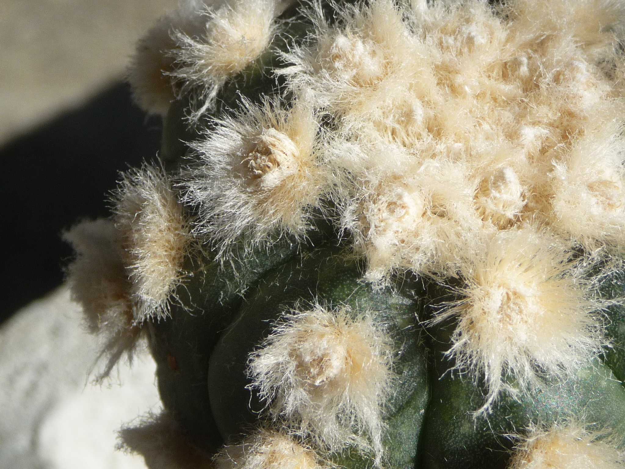 瑠璃兜丸の大疣とか王冠とか | びびるタニサボ達 - 楽天ブログ