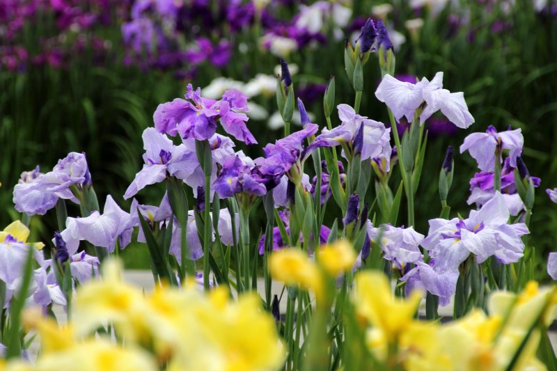 新旭花菖蒲園_05.jpg
