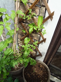 DSC01622.jpg
