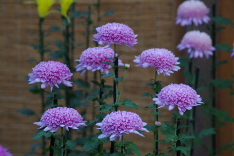 新宿御苑菊花壇展