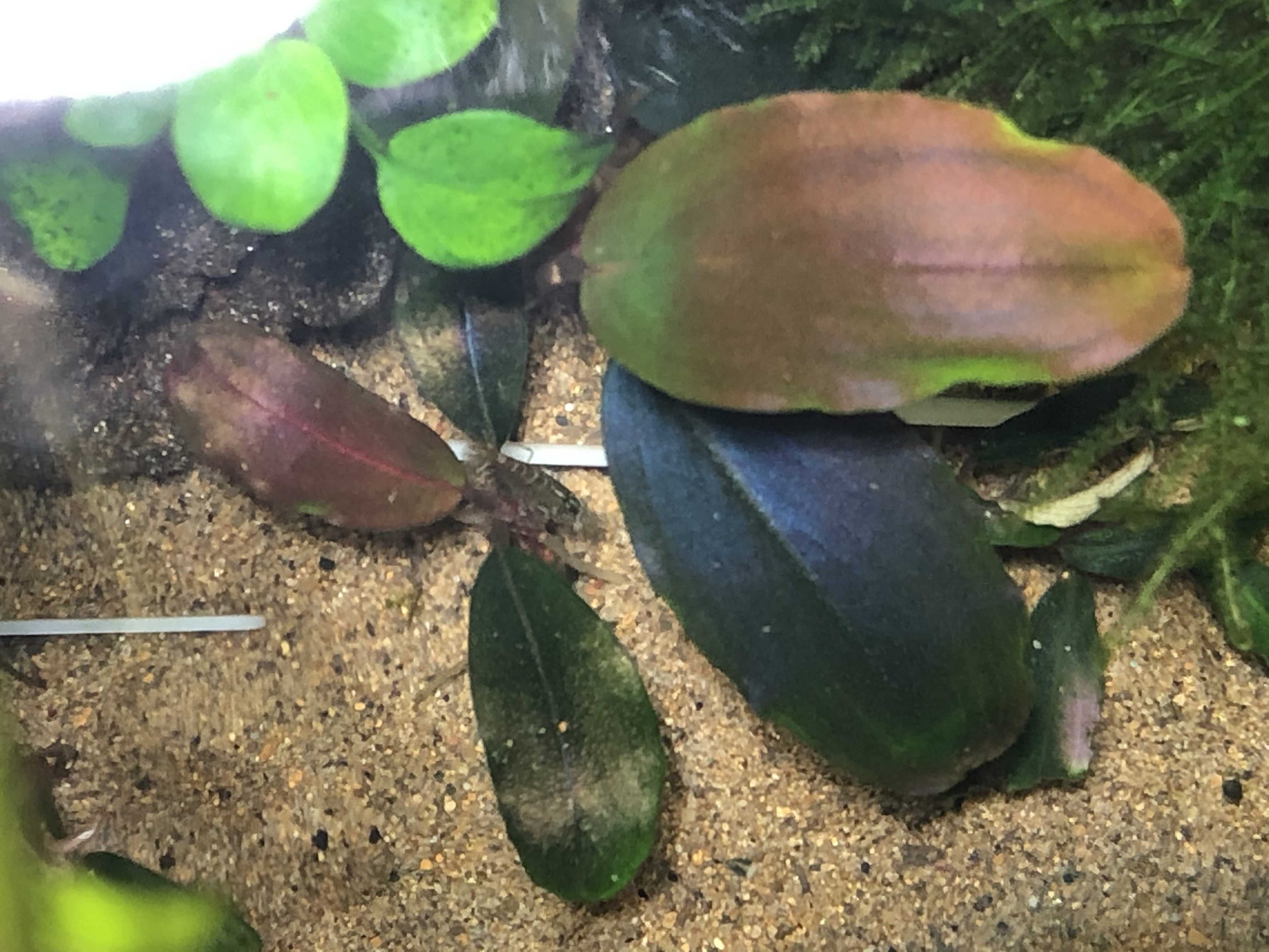 水草 癒しの Aqua Life 楽天ブログ