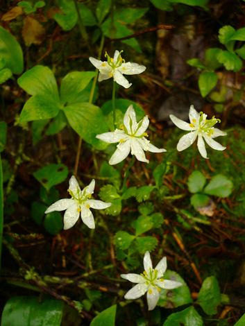 wild flower 02 (2013May24)_edited-1.jpg