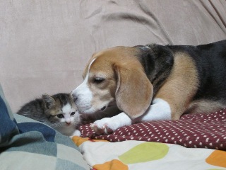 猫と犬.jpg