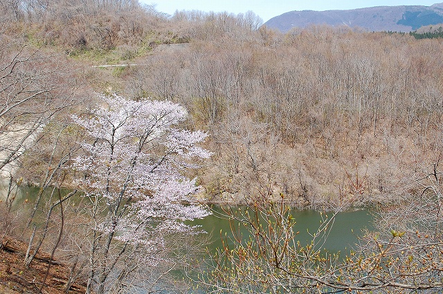 山桜