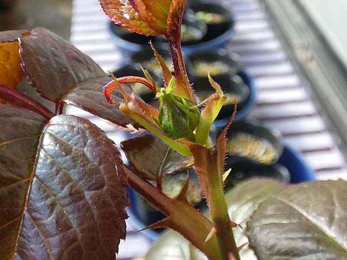 増えてきたバラの初蕾 新芽の脇芽かき バラの美と香りを求めて 楽天ブログ