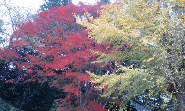紅葉.jpg