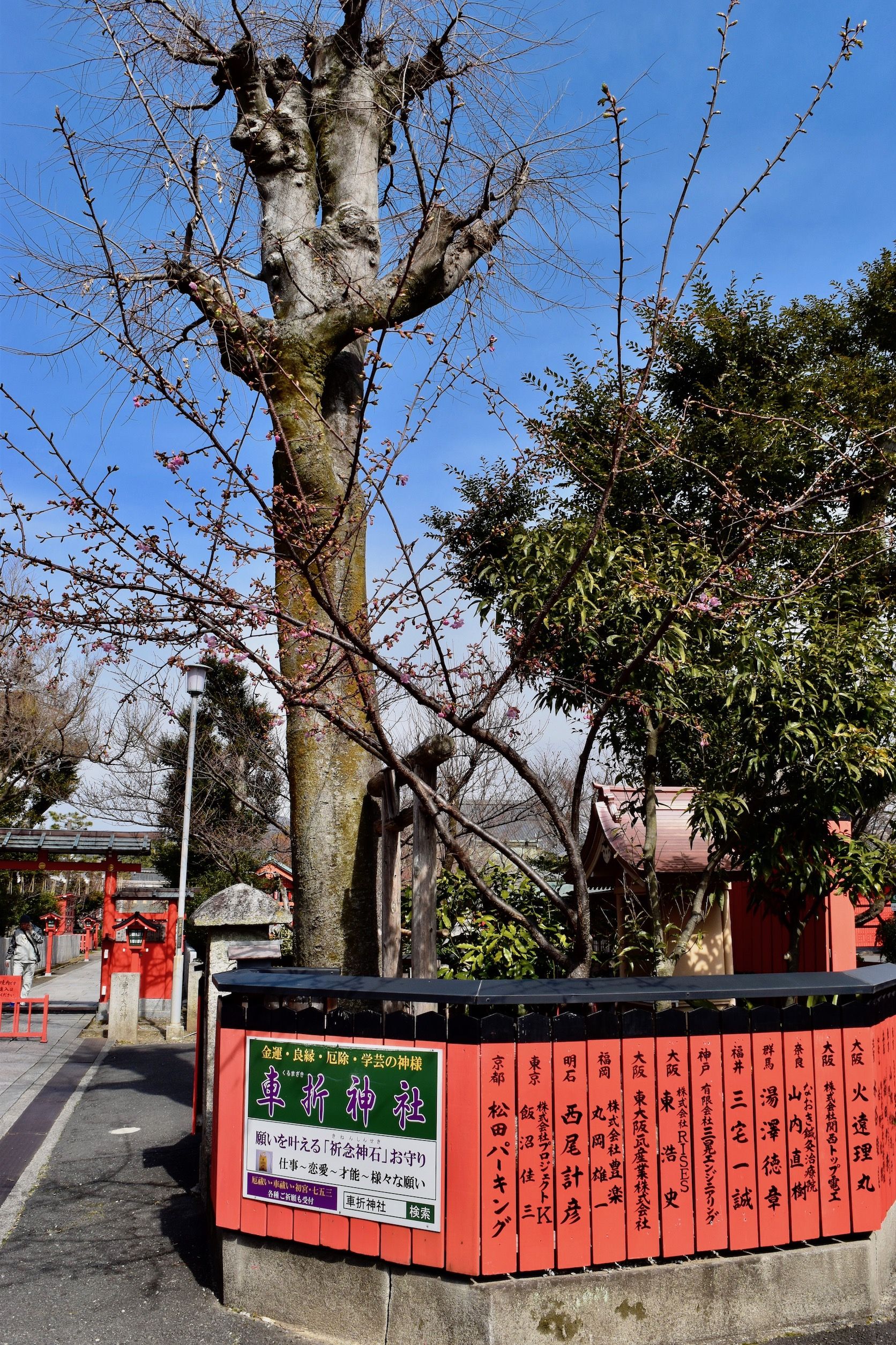 車折神社の早咲き桜と梅 The Grandwest Arashiyama Blog 楽天ブログ