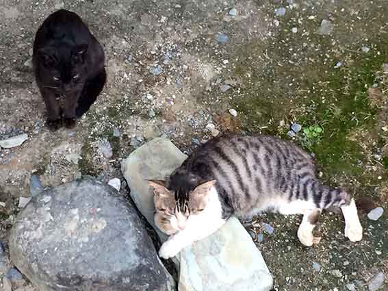 我が家のニャンコ♪2016/07/23-3