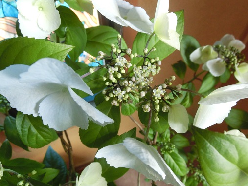 冬咲き紫陽花