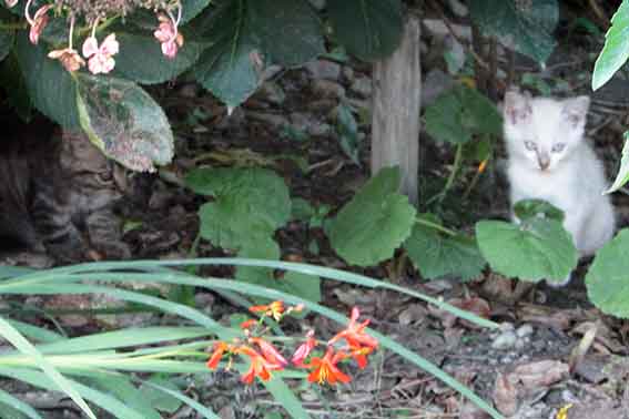 我が家のニャンコ♪2016/07/08-3