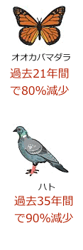 pigeon-80-90.gif