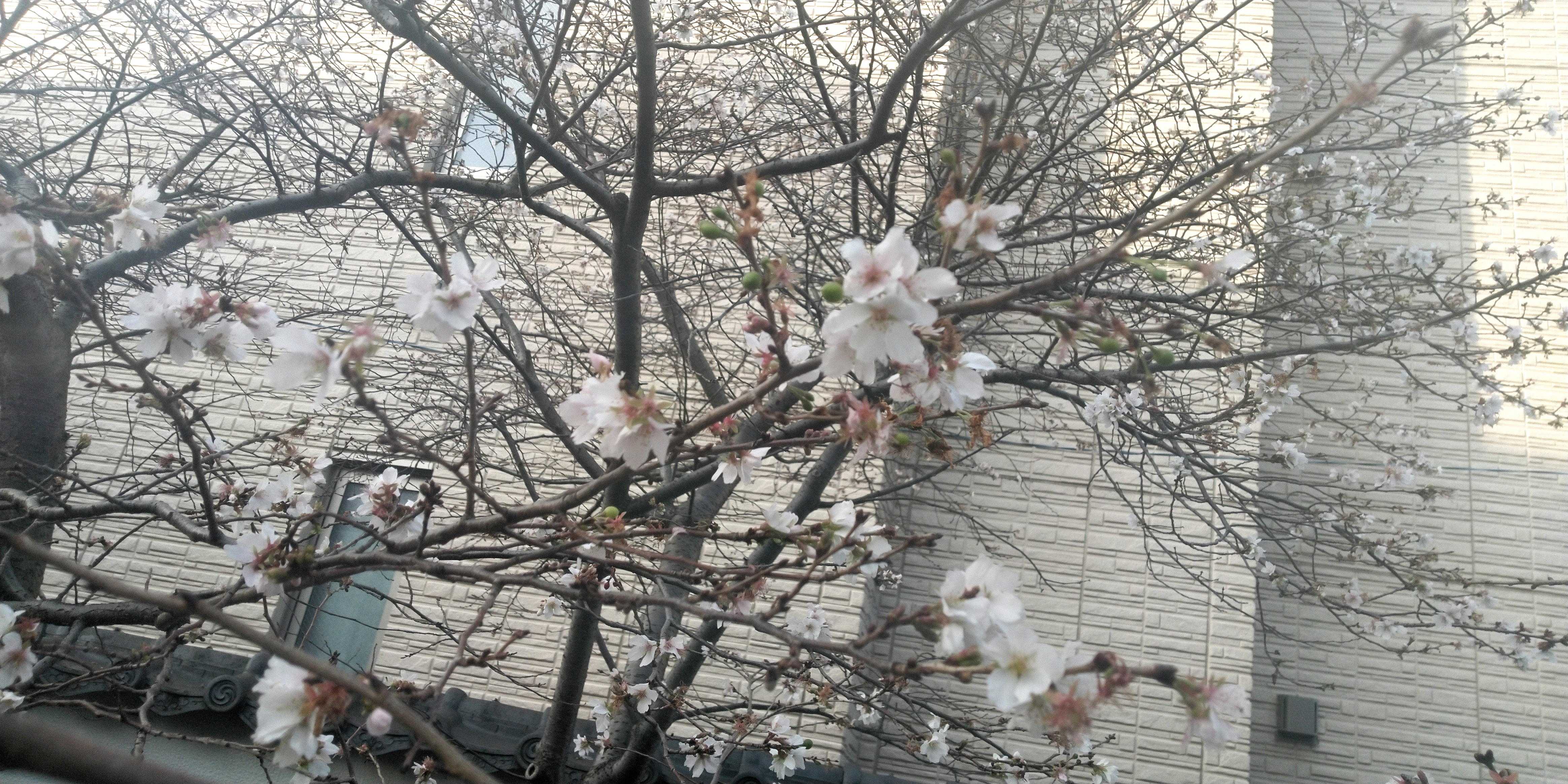 十月桜とクリスマスと 12月の風景 60ばーばの手習い帳 楽天ブログ