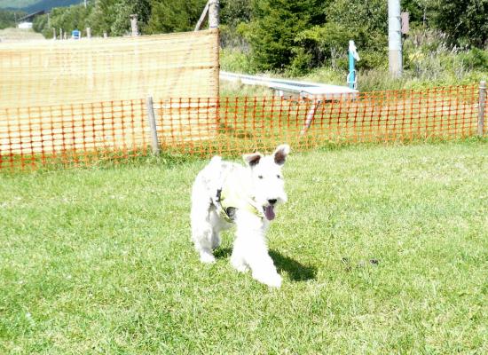 清里ハイランドパークのドッグランにてセバ
