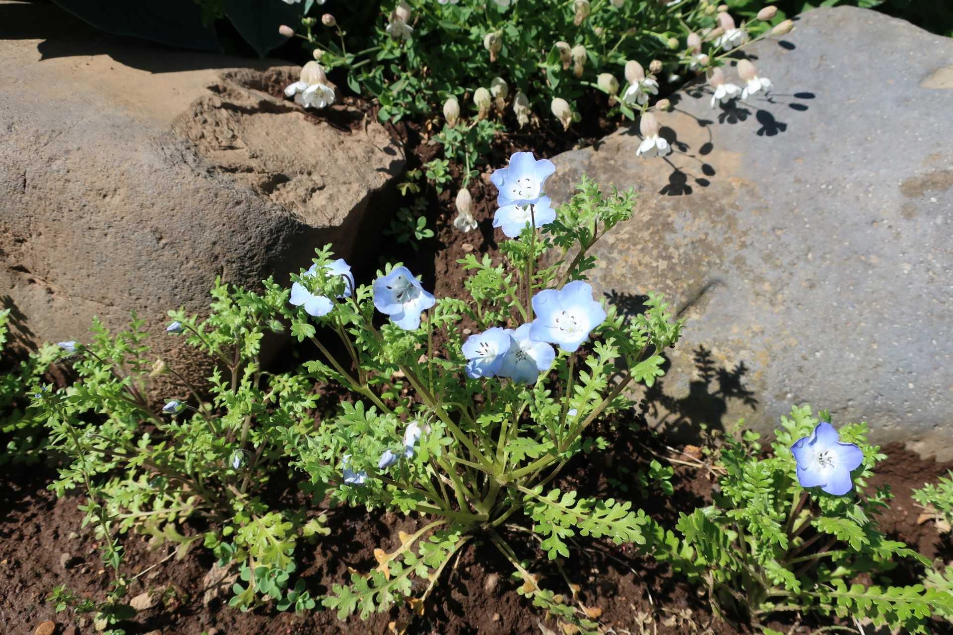 かわいい小花たち 今日の空はあおい 楽天ブログ
