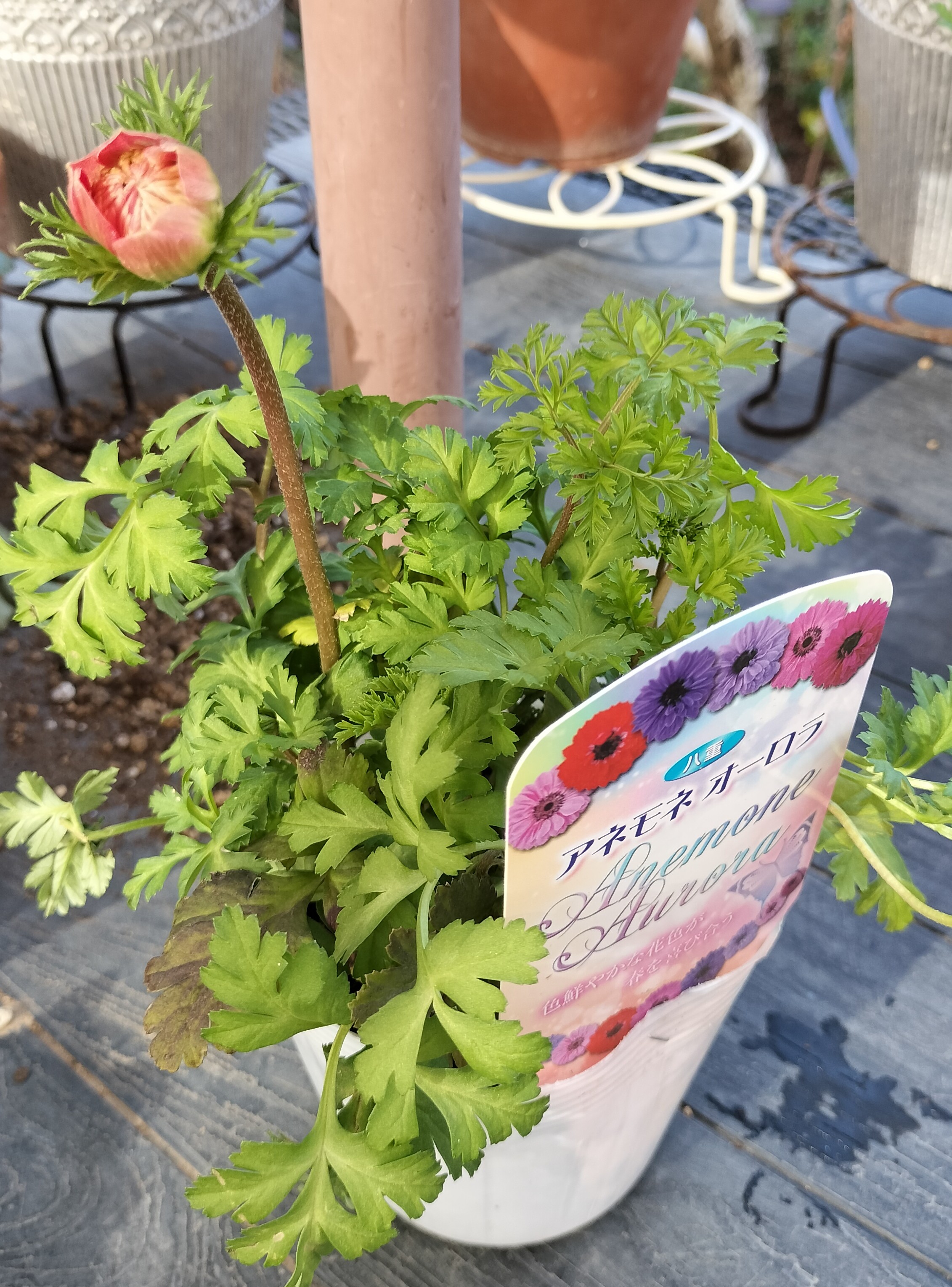 球根植物の寄せ植え | たねをまく日々 - 楽天ブログ