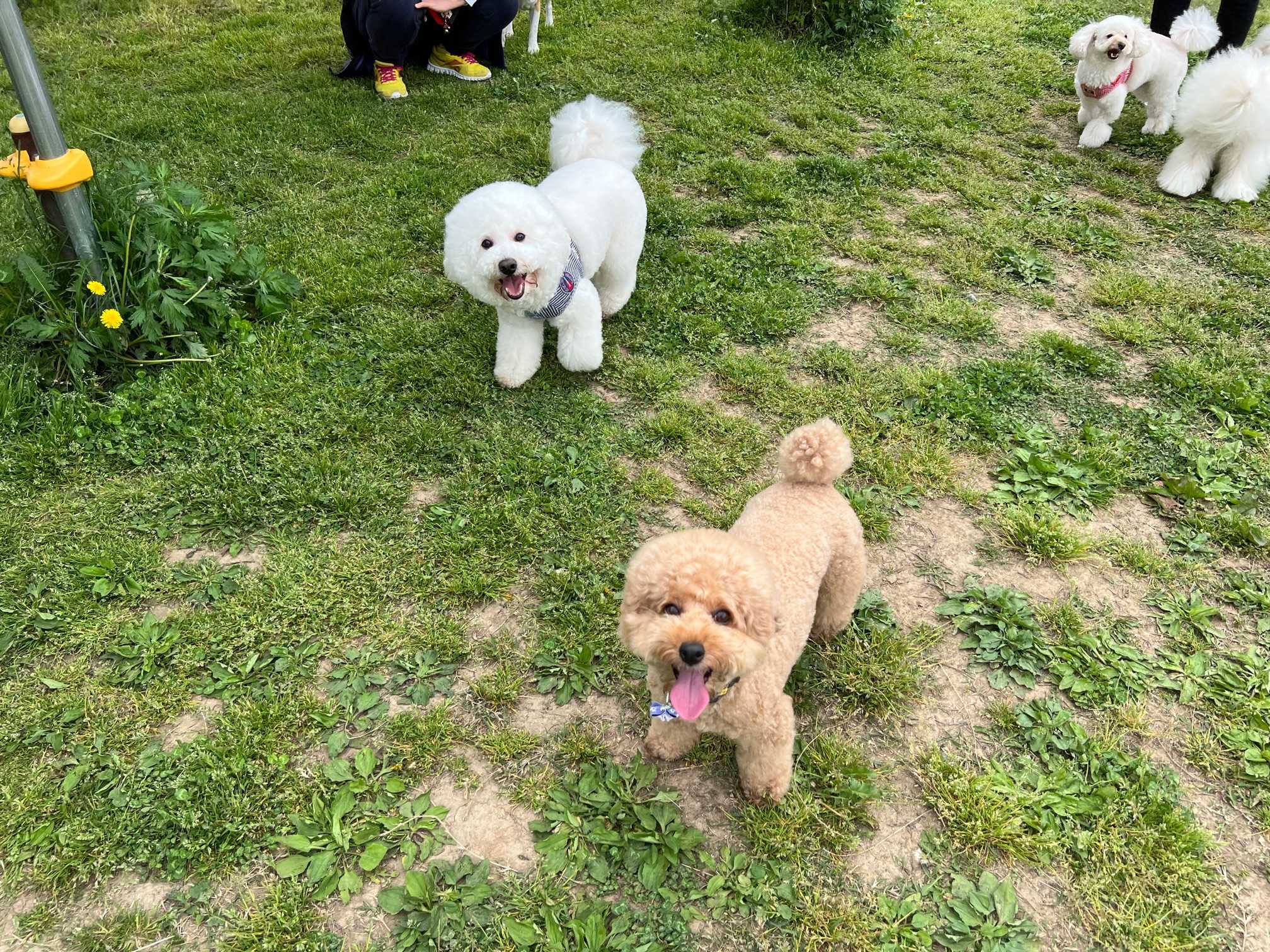 愛犬ｔｏしあわせ休日 わんわん交流会ｉｎゼルコーバカフェ 青森愛犬美容専門学院 楽天ブログ