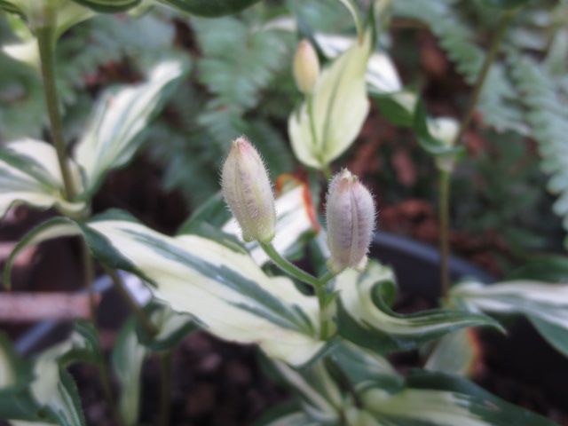 艸 ワクワクが止まらない いったいこれは 蕾 種 わからん ばぁばの薔薇の花園 楽天ブログ