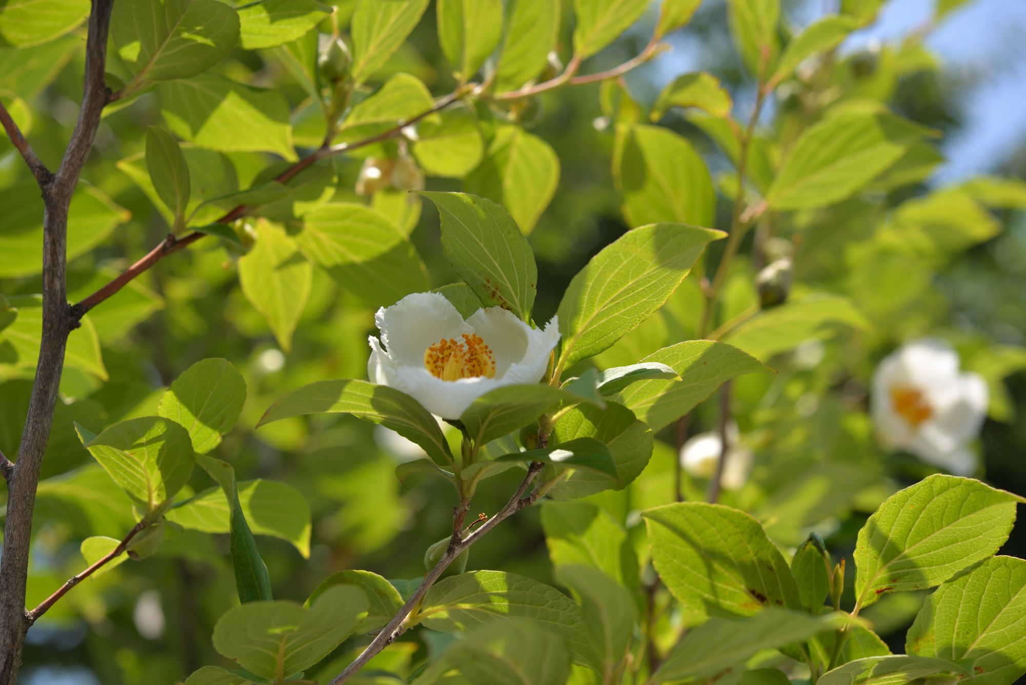 夏ツバキ 別名沙羅双樹 Www Vetrepro Fr