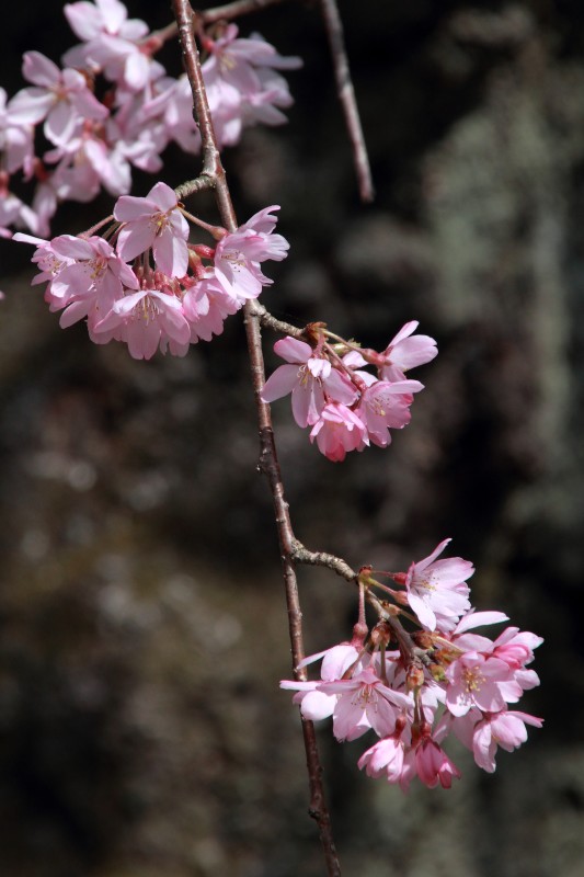 京都御苑_008.jpg