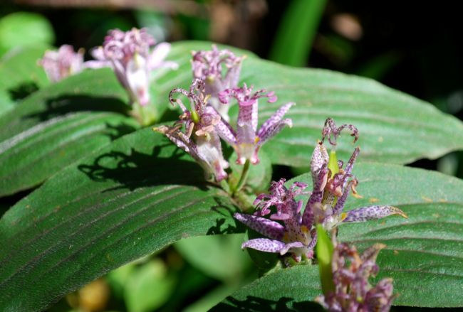 倒れても 4700 たんとの四季折々写真俳句 第３版 楽天ブログ