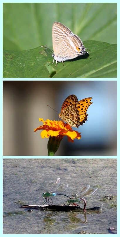 実家の近所の畑で見た昆虫たち 13.9.17