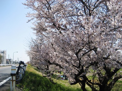 二子多摩川120408.jpg