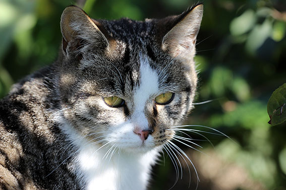 我が家のニャンコ♪2014/12/09-3