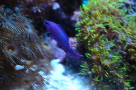 2013_0511Ｂ，マメスナ0024.JPG
