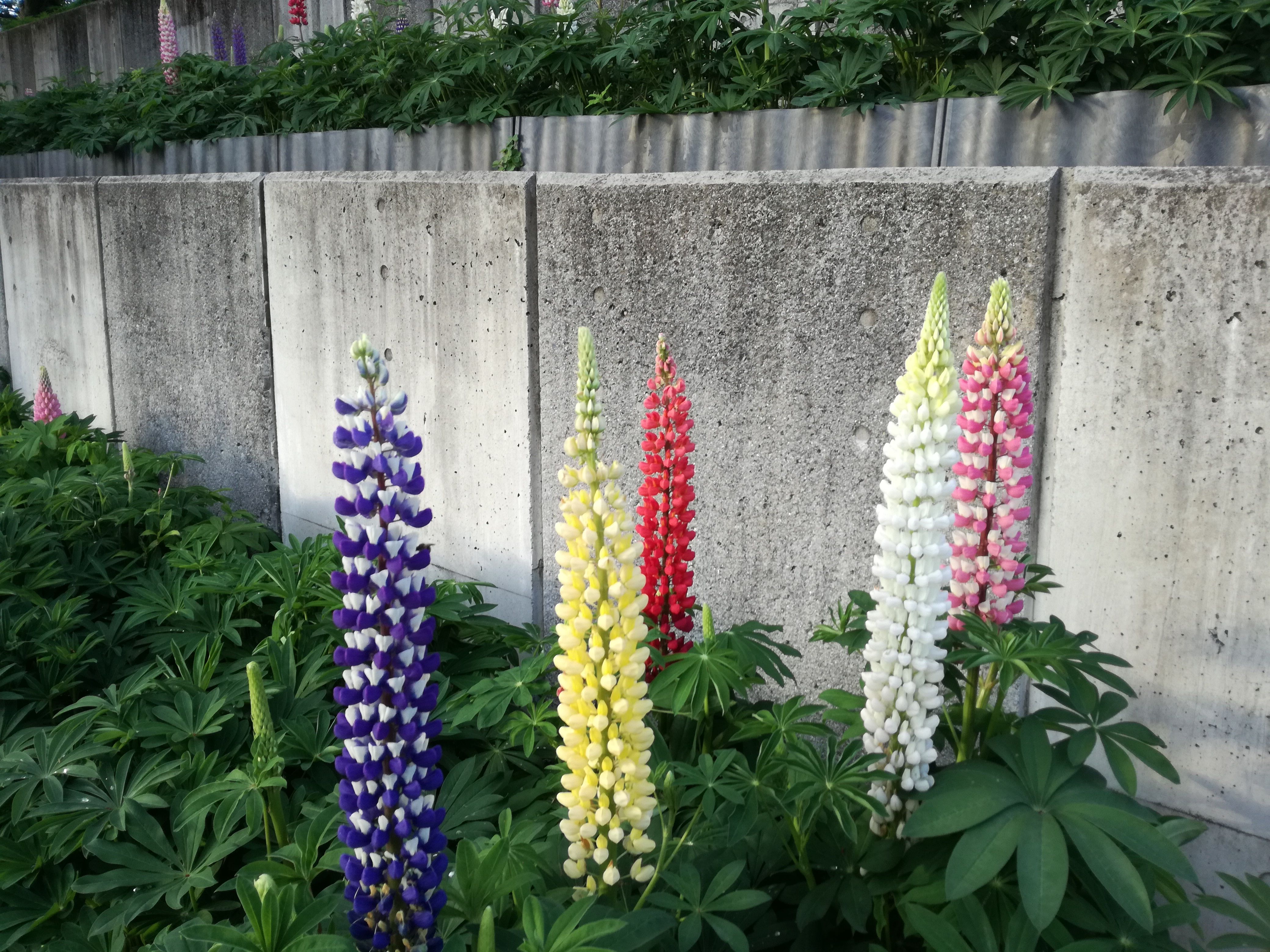 春から夏にかけて花はきれいですね 私のネットライフスペース 楽天ブログ