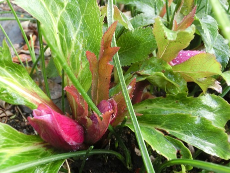 クリスマスローズ