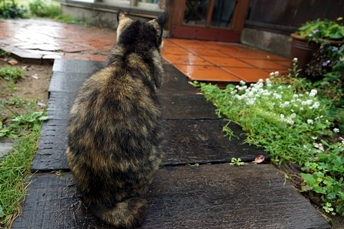 猫の後ろ姿
