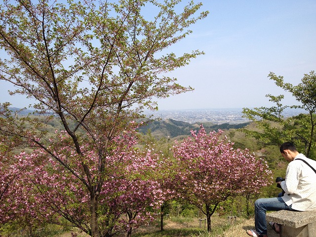 倶利伽羅峠の桜