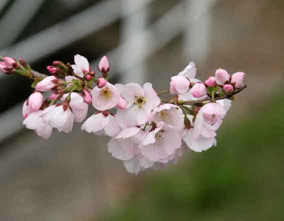 桜　2013/3/20-02♪