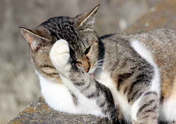 我が家のニャンコ♪2013/12/27-2