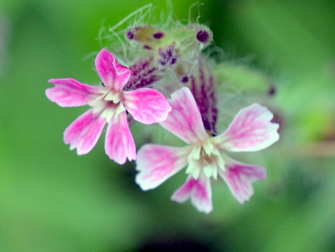 ナデシコ科の花