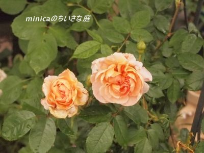 downP5090789_burogu400.jpg