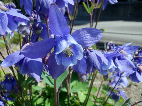 オダマキの花正面