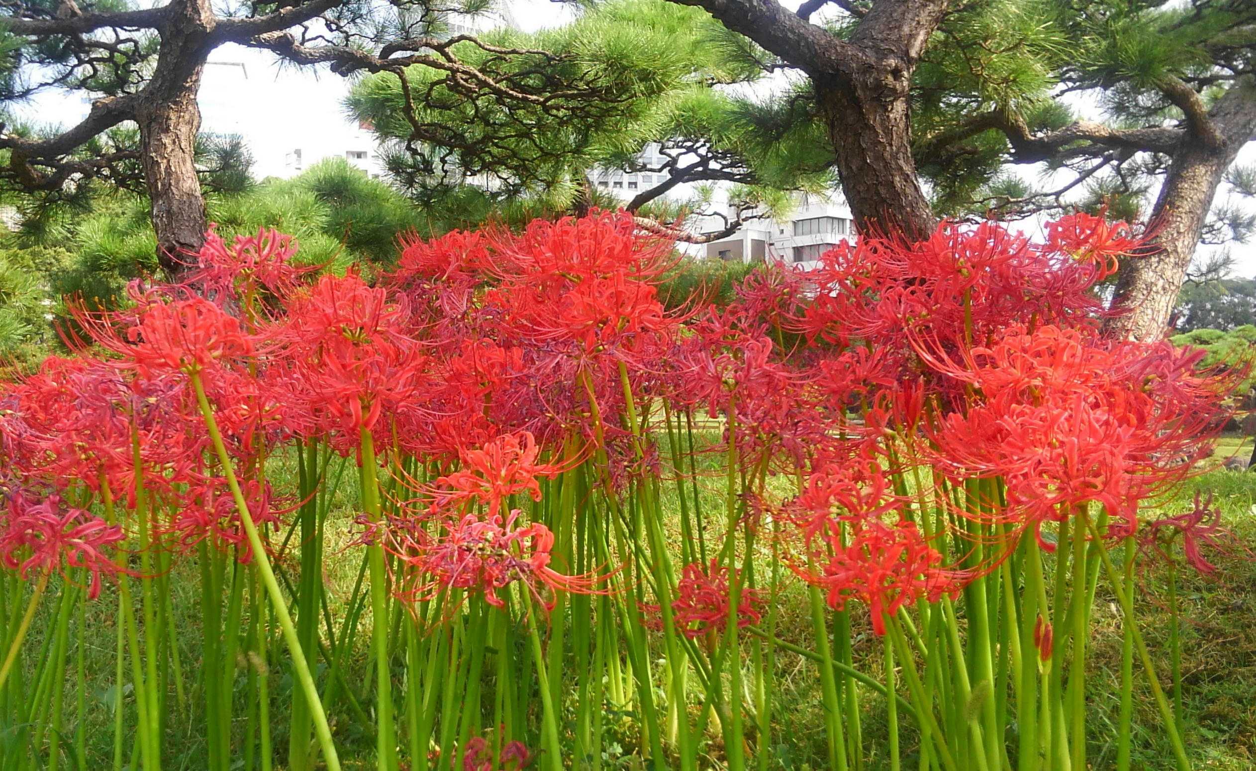 生と死の花 彼岸花 宮部みゆき おたすけぶち 60ばーばの手習い帳 楽天ブログ 生と死の花 彼岸花 宮部みゆき おたすけぶち 60ばーばの手習い帳 楽天ブログ
