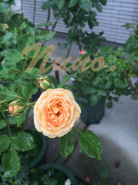 IMG_9742.jpg