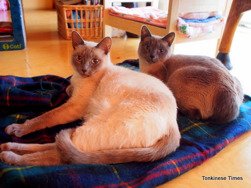 大福とコタちゃん