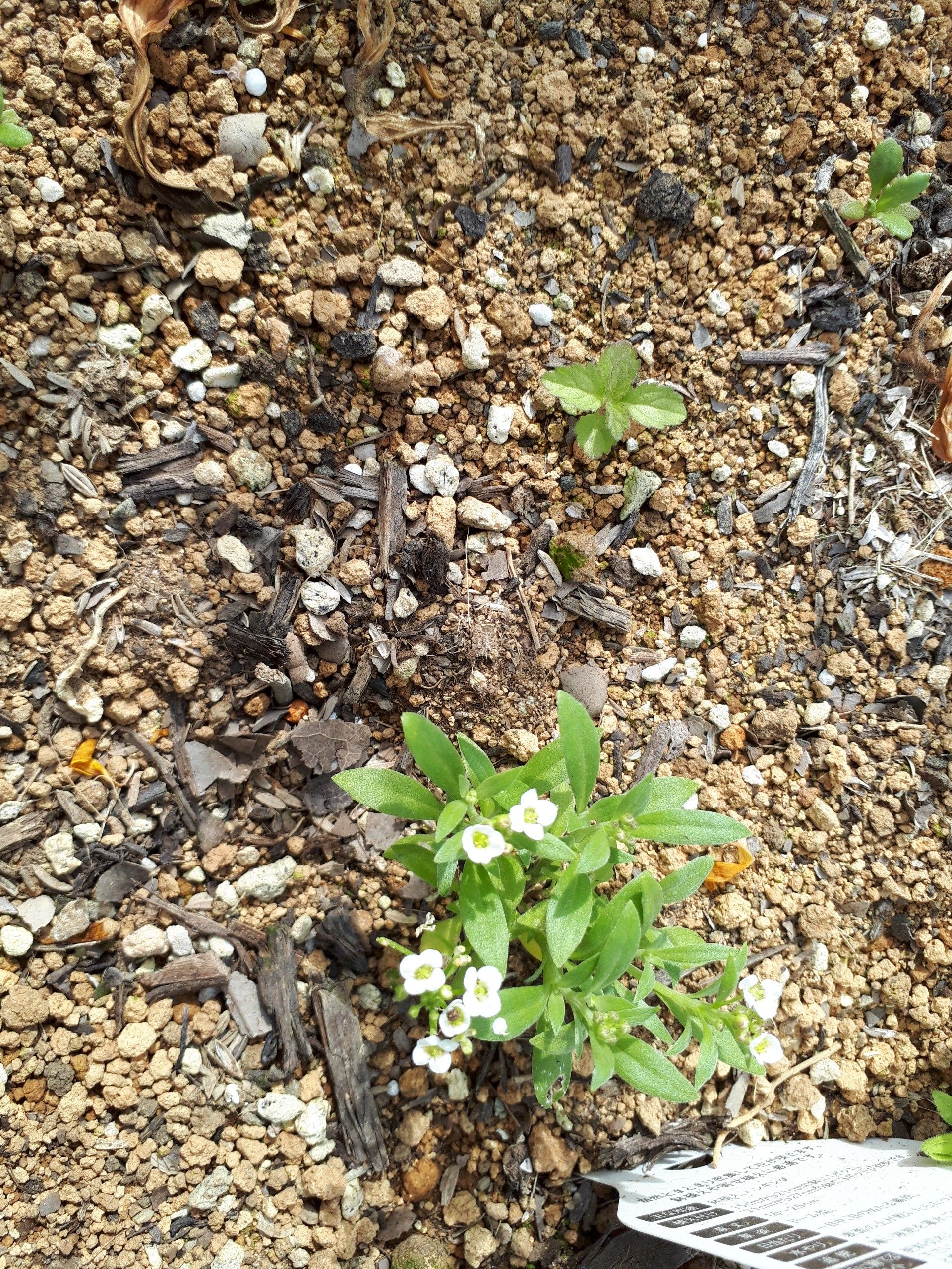 去年植えたアリッサムがこぼれ種でお花が咲きました ゆるふわgarden お野菜とお花たちと日々の出来事 楽天ブログ