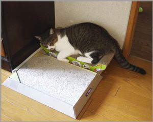 縁側を設置