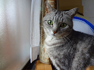 クロ♪