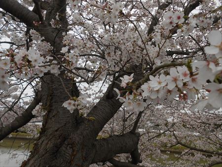 桜