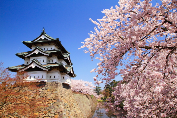 hirosakikouennnosakura.jpg