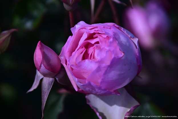 ダウン症の少年が自分の守護天使と思われるものの写真を撮る