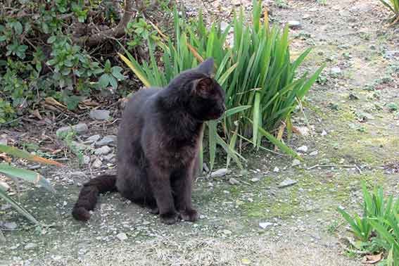 我が家のニャンコ♪2016/3/11-3