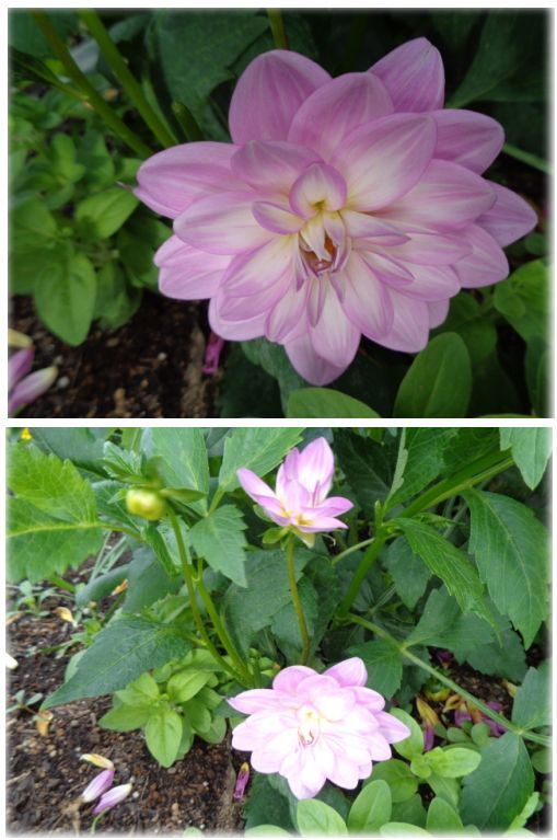 ダリアのニューフェイス これから賑わう花 イベリスの開花 小さな花宇宙 そして それから 老いふたりの小宇宙 楽天ブログ