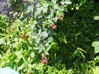 P7030618_R.JPG